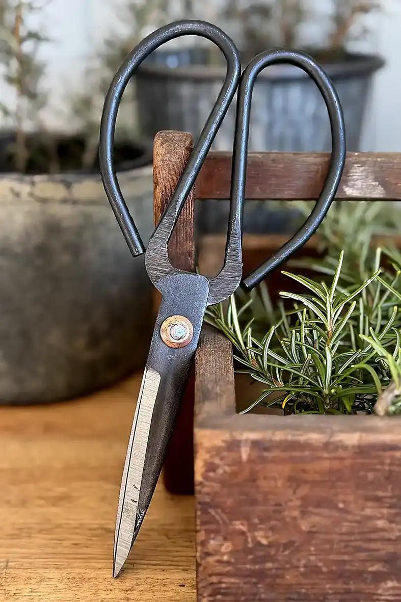 Black herb scissors 21cm