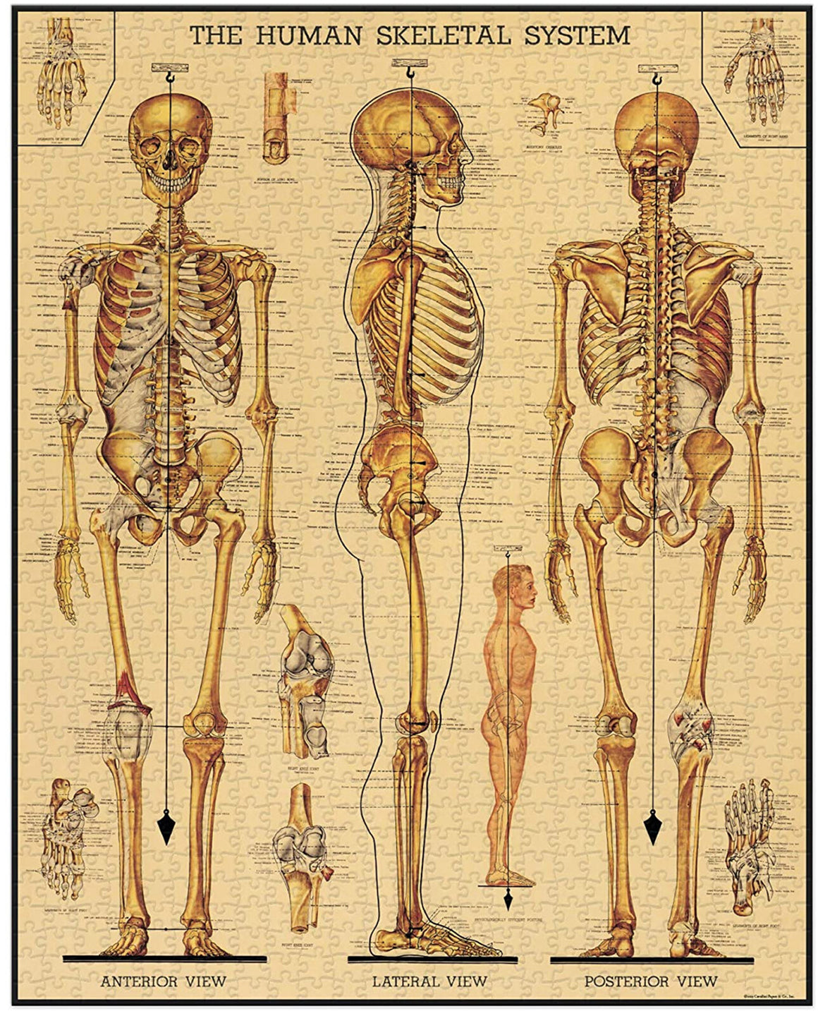 1000-piece vintage jigsaw puzzle skeletal system