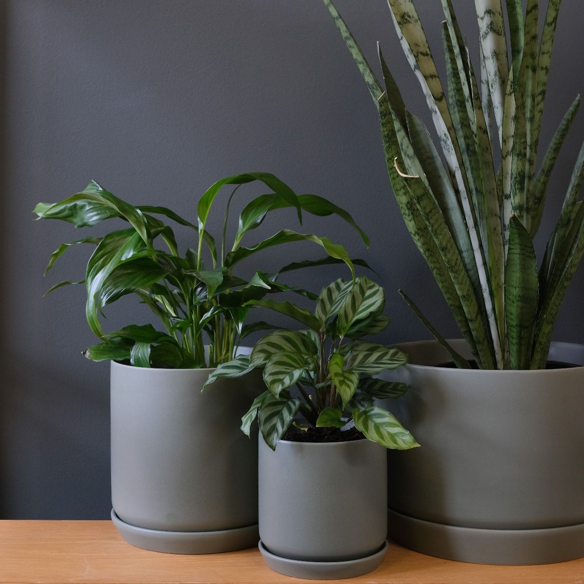 Oslo planter medium eucalyptus