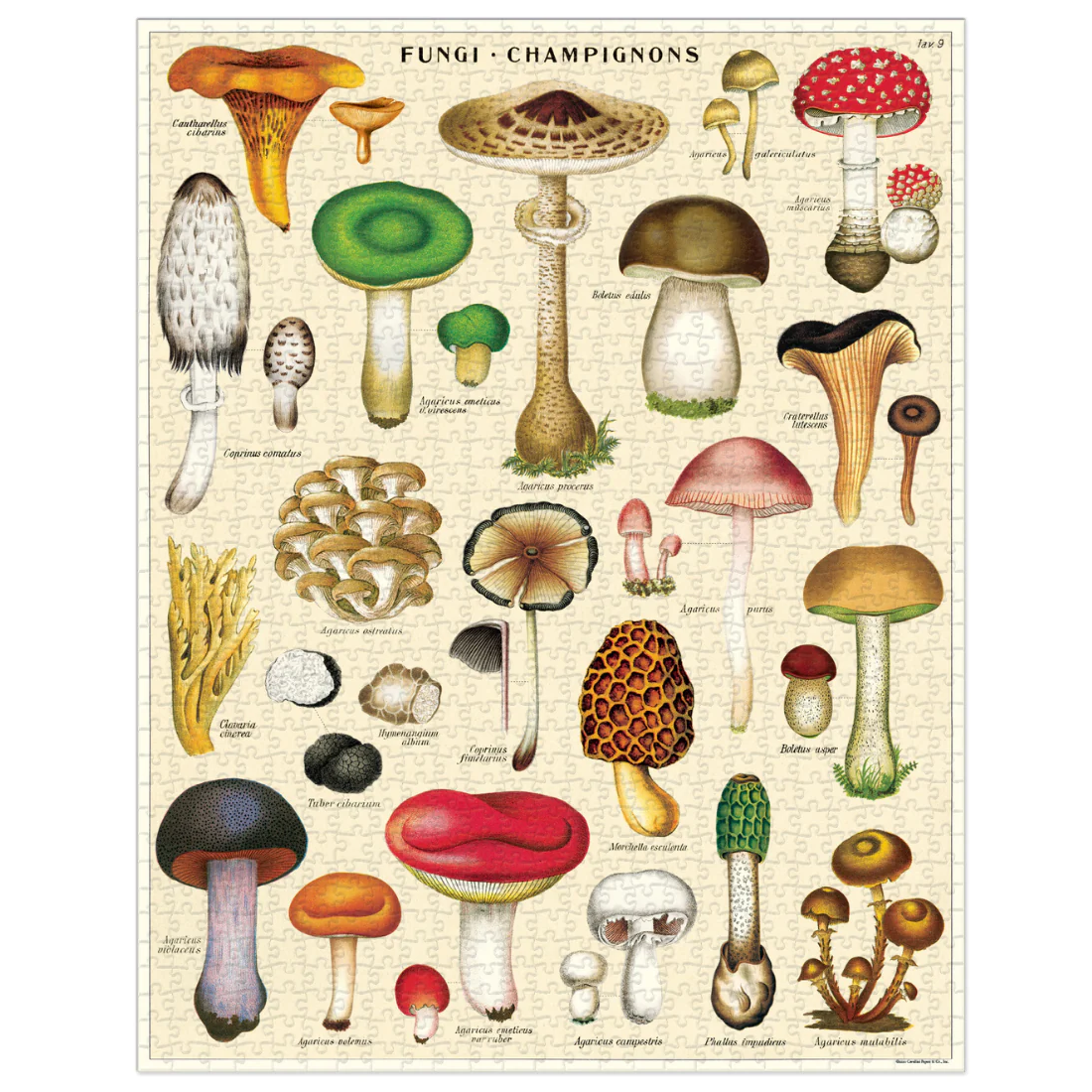 1000-piece vintage jigsaw puzzle mushrooms