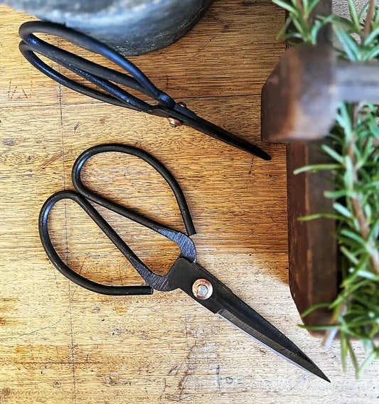 Black herb scissors 21cm