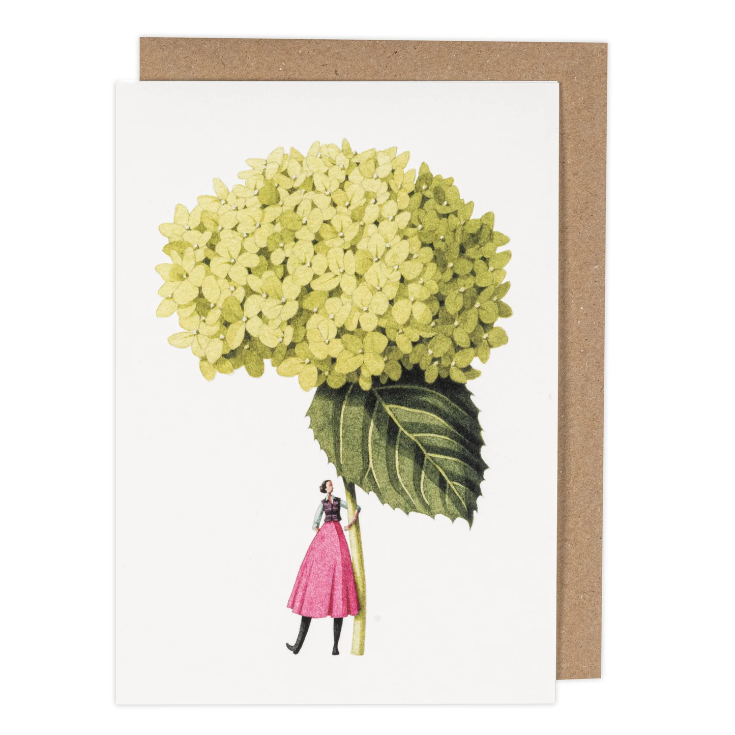 Anabelle hydrangea illustration card