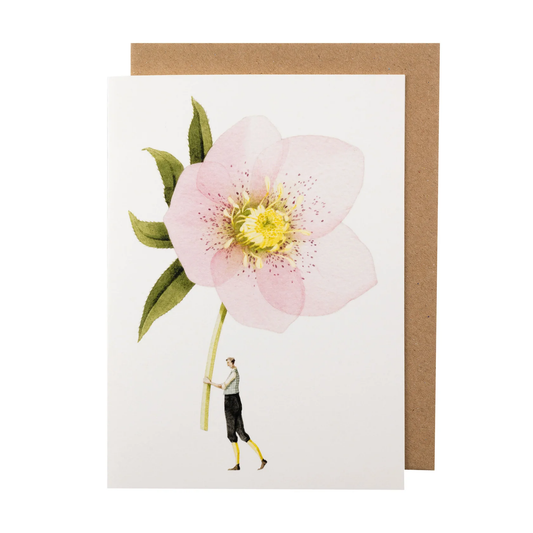 Pink hellebore illustration card