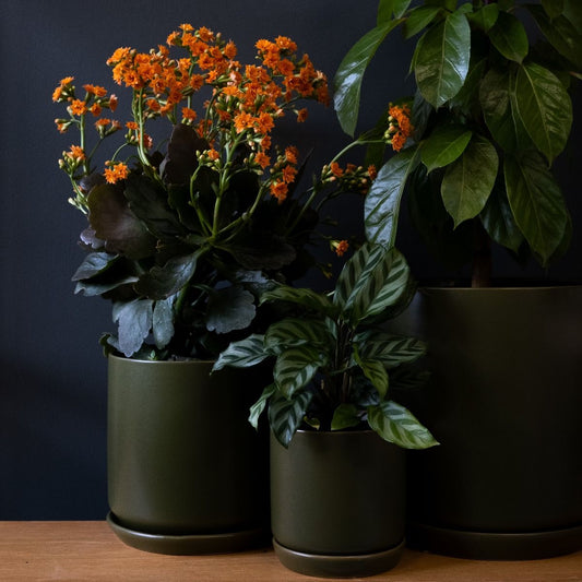 Oslo planter small avocado