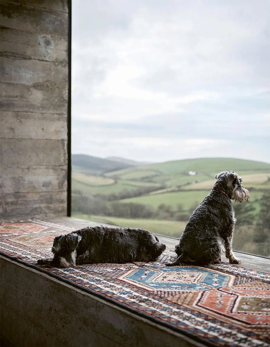 Resident Dog book