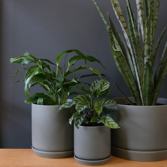 Oslo planter small eucalyptus